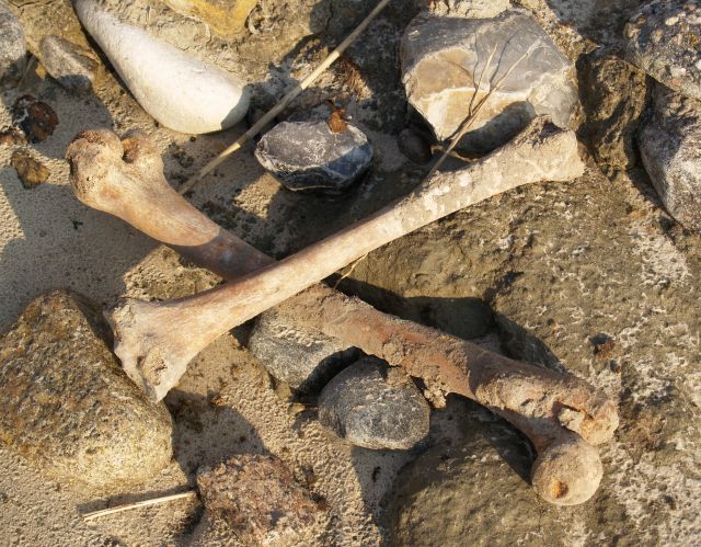 Menschliche Knochen liegen offen am Strand in Dänemark.