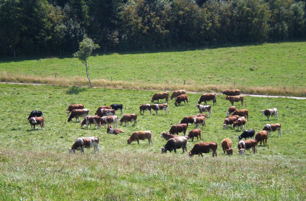 Kühe auf einer grünen Weide. Im Koalitionsvertrag fehlen Ansatzpunkte für eine Agrarwende, die auf Nachhaltigkeit und Ökologie setzt.