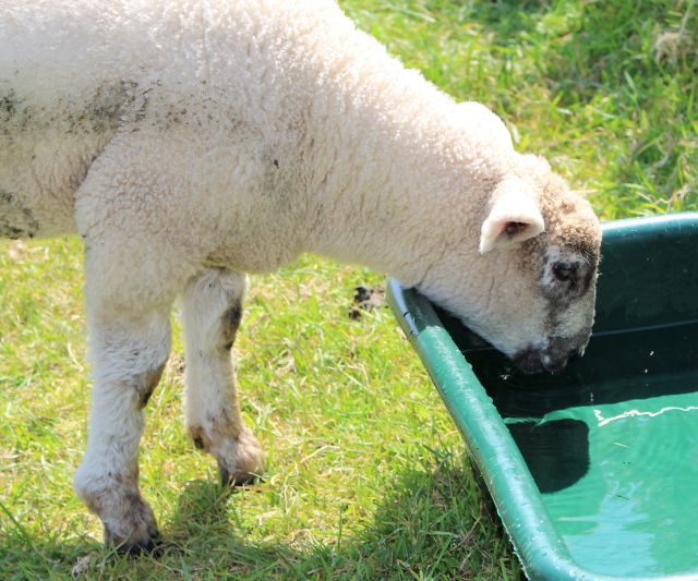 Ein junges Schaf trinkt aus einem grünen Waserbehälter.