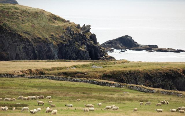 Eine Schafherde grast in der Nähe des Meeres auf einer Klippe.