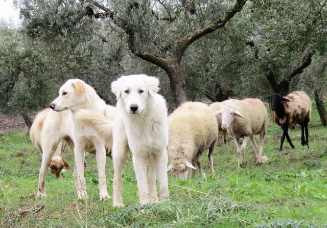 Zwei junge Herdenschutzhunde, dahinter Schafe und Bäume.