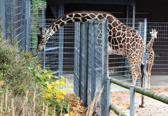 Eine erwachsene Giraffe biegt ihren langen Hals über einen Zaun und fährt die lange dunkle Zunge aus. Damit kommt sie an einige schmackhafte Blätter. Eine junge Giraffe im Hintergrund.