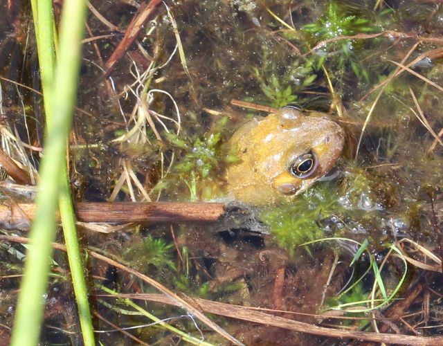 Ein Grasfrosch streckt seinen gelben Kopf aus einer mit Wasser gefüllten Fahrrinne.