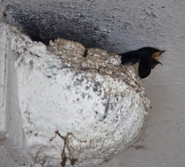Eine dunkle Rauschschwalbe reckt ihren Kopf mit geöffnetem Schnabel aus dem an der Wand gebauten Nest heraus.