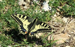 Ein Schmetterlin: ein Schwalbenschwanz. Er hat gelbe Flügel mit schwarzen Mustern.