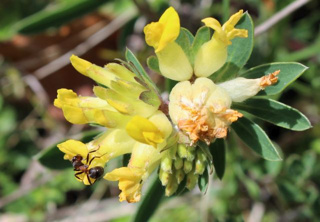 Ameise auf einer gelben Blüte.
