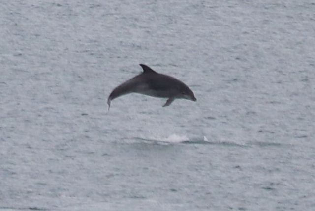 Ein Delfin ist weit aus dem Wasser herausgesprungen und scheint über der Meeresoberfläche zu fligen.