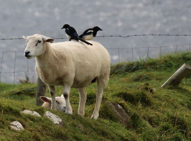 Zwei schwarz-weiße Elstern auf einem Schaf mit hellbrauner Wolle. Im Hintergrund das Meer.