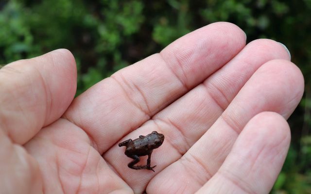Kleiner Grasfrosch auf einer Hand.