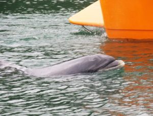 Ein Großer Tümmler . ein Delfin - kommt mit dem Vorderkörper aus dem Wasser heraus. Daneben ein rotes Boot teilweise sichtbar.