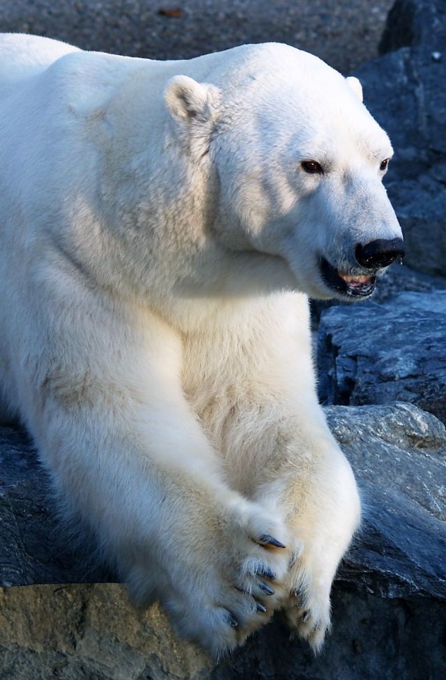 Ein Eisbär liegt auf dem Steinboden im Zoo. Die beiden Vorderpfoten liegen beieinander. Er schaut die Besucher an.