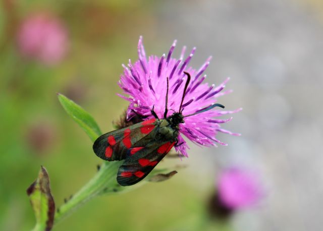 Ein rotes Insekt mit schwaren Punkten: ein Widderchen. Es sitzt an einer violetten Distelblüte.