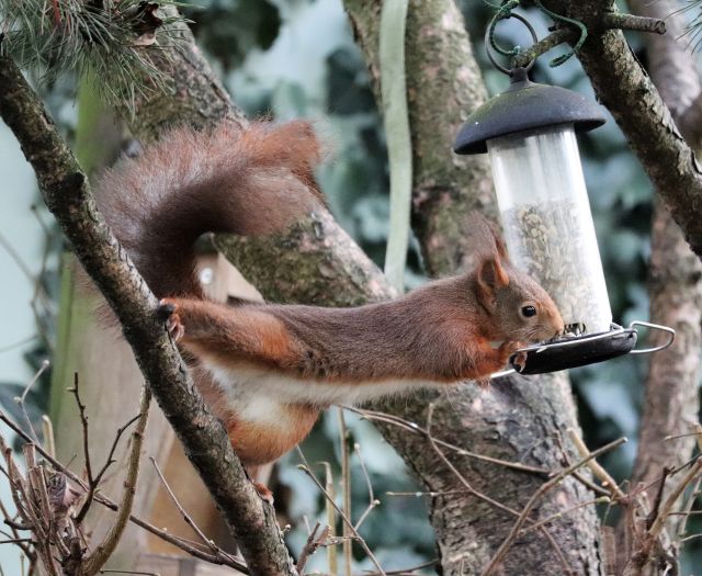 Ein Eichhörnchen streckt sich in die Länge, um mit den Vorderpfötchen einen durchsichtigen Futterspender mit Sonnenblumenkernen zu erreichen. Es klappt bestens.