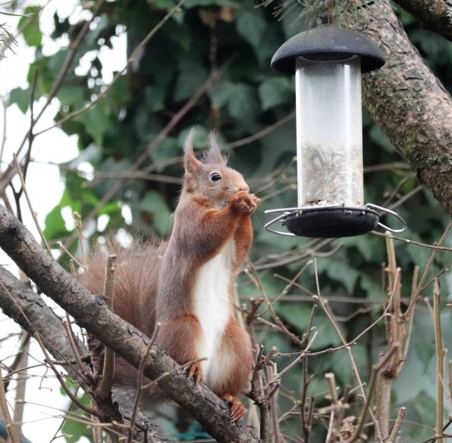 Eichhörnchen sitzt aufrecht auf einem Ast, als würde es Männchen machen. Die weiße Brust ist deutlich zu sehen.
