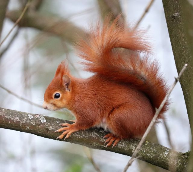 Ein rotbraunes Eichhörnchen sitzt auf einem Ast, dahinter leicht verschwommen der Neckar.