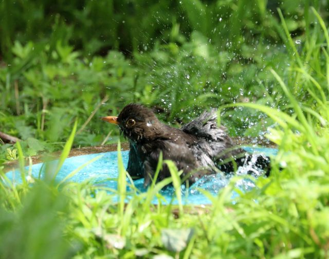Eine Amsel mit schwarzen Federn badet in einem blauen Vogelbecken, das von grünem Gras umrandet ist.