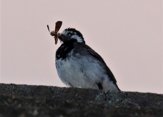 Eine Bachstelze - ein Vogel mit Grautönen - hält ein Insekt im Schnabel.