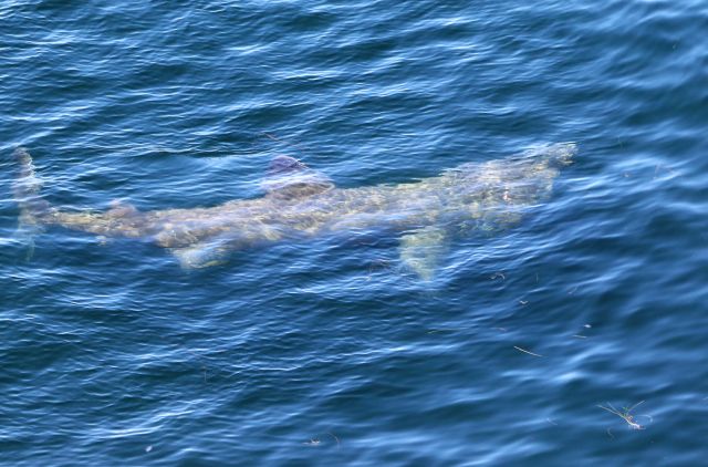 Ein Riesenhai nahe der Wasseroberfläche. Seine Haut ist nicht einheitlich, sondern eher fleckig.