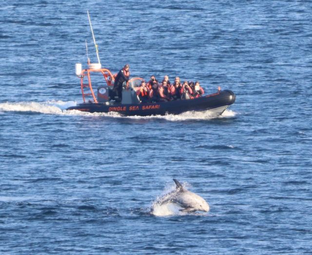 Ein Boot mit Touristen fährt sehr nahe an einen Breitkopfdelfin heran, der aus dem Wasser springt.