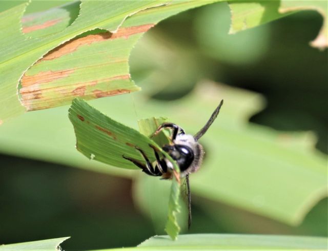 Blattschneiderbiene versucht, ein sehr großes grünes Teil eines Blatts zu transportieren.