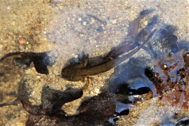 Eine noch dunkel gefärbte Larve eines Feuersalamanders in einem kleinen Gewässer. Er ähnelt in diesem Stadium eher einem Molch.