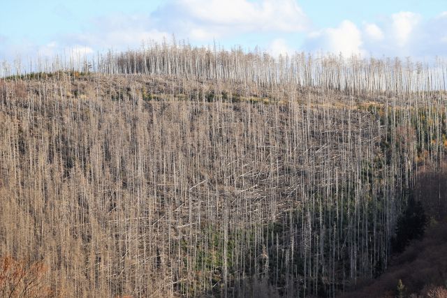 Eine Waldfläche, die von abgestorbenen Fichten dominiert wird. Die Stämme recken sich grau gen Himmel oder liegen umgestürzt auf dem Boden.