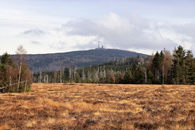 Die Pflanzen auf der Moorfläche sind herbstlich braun gefärbt. Dahinter Wald und darüber der Brocken im Harz.