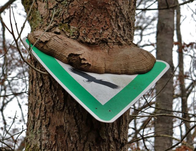 Ein grün-weißes Schild 'Naturschutzgebiet' wird von der Borke eines Baumes überwuchert. Es schaut nur noch der untere Teil heraus.