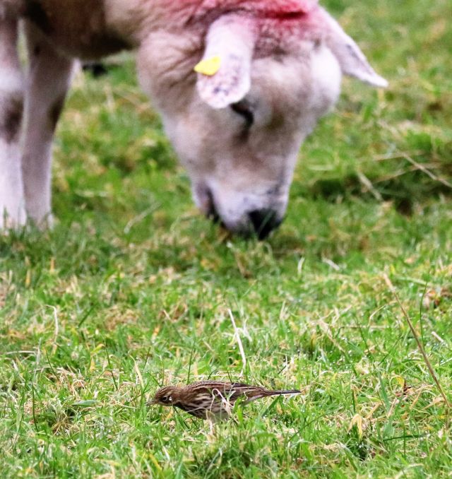 Der Kopf eines Schafes mit einem roten Farbfleck und einem Ohr miit gelber Marke. Im Vordergrund im Gras ein Wiesenpieper bei der Futtersuche.