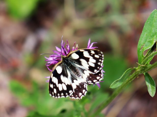 Ein Schmetterling mit schwarz-weißer Färbung, ein sogenanntes Landkärtchen.