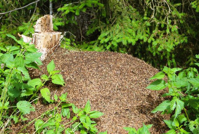 Ein hoher Ameisenhügel zwischen grünen Blättern. Angebaut wurde der Hügel an Totholz, einen Baumstumpf. Auch auf diesem sind Ameisen erkennbar.