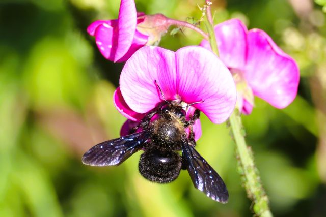 Eine blau-schwarze Holzbiene sitzt an der rötlichen Blüte einer Wickenpflanze.