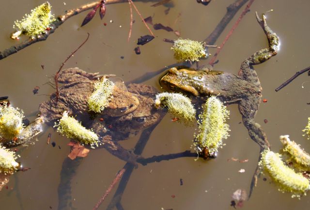 Braune Kröten in einem kleinen See mit relativ braunem Wasser. Darauf schwimmen abgefallene Weidenkätzchen.