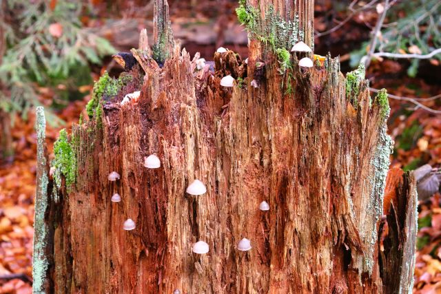 An einem braunen Baumstumpf, der stark vermodert ist, haben sich helle Pilze angesiedelt.