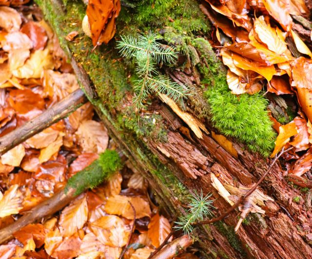 Auf einem vermodernden Baumstück wachsen zwei kleine Nadelbäume und Moos. Umgeben ist das Holz von bräunlichem Herbstlaub.