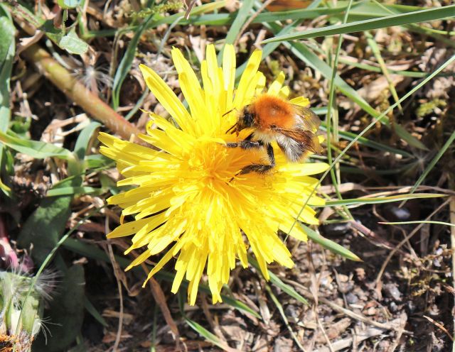 Eine Wildbiene sitzt auf einer gelben Blüte, Löwenzahn.