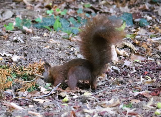 Ein dunkelbraunes Eichhörnchen steckt seinem kleinen Maul im Bewuchs und versteckt dort gerade eine Nuss.