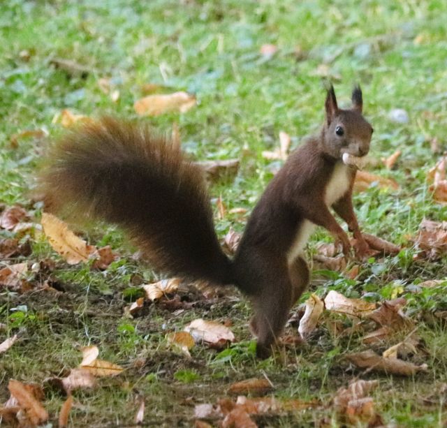 Ein dunkelbraunes Eichhörnchen mit weißem Bauch steht auf den Hinterbeinen und macht gewissermaßen Männchen. Es hat eine Hickorynuss im Maul.