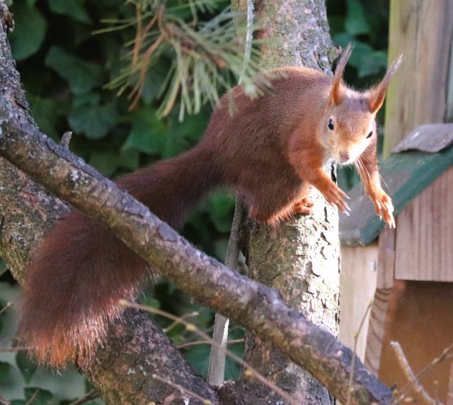 Ein rötlich-braunes Eichhörnchen sitzt mit den Hinterbeinen noch an einer Kiefer, die Vorderpfoten sind nach vorne gereckt, da es sich im Absprung befindet.