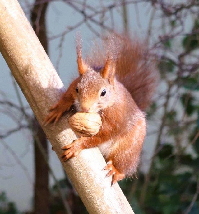 Ein rot-braunes Eichhörnchen hält sich am schrägen Holzfuß eines Vogelhäuschens mit seinen Zehen fest und hält eine Walnuss im kleinen Maul.