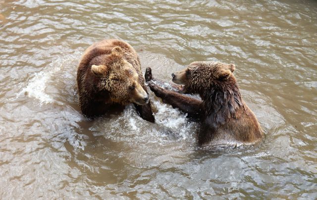 Zwei junge Braunbären spielen in einem kleinen Teich miteinander.