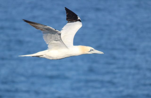 Ein Basstölpel, ein weißer Vogel mit schwarzen Flügelspitzen im Flug über dem blauen Meer.