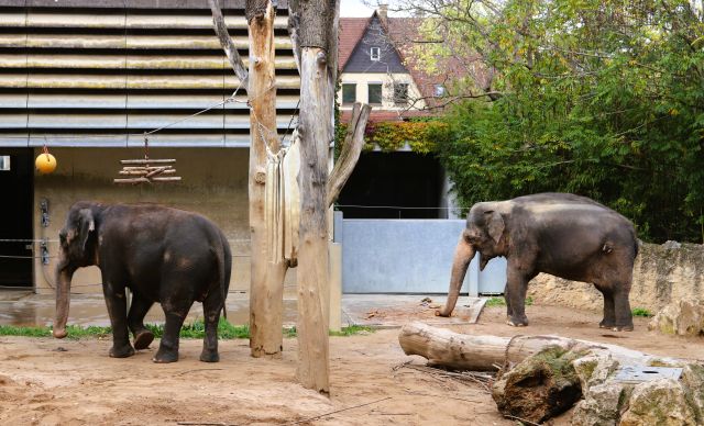 Zwei Elefanten in einem Gehege der Wilhelma. 