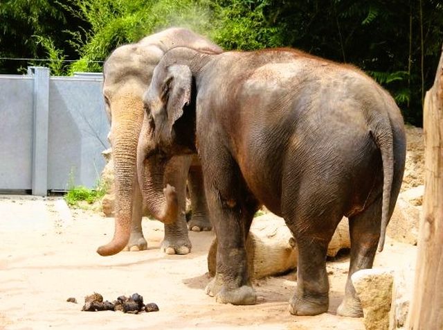 Zwei Elefanten stehen leicht versetzt nebeneinander. Im Hintergrund ein Metalltor.