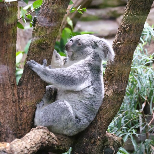 Ein Koala mit grauem Fell sitzt in einer Astgabel in einem geschlossenen Gehege.